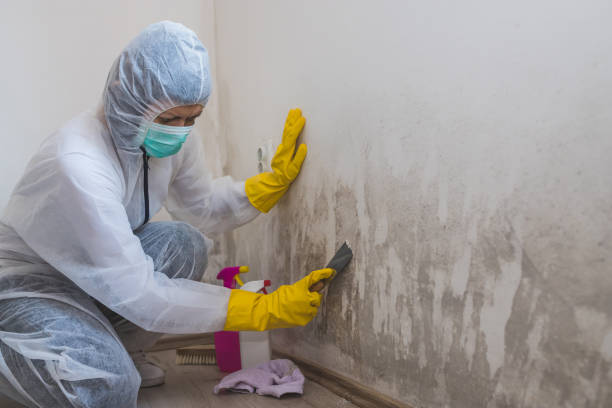 Best Black Mold Removal  in Clay City, IN