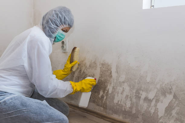 Best Fast Mold Removal  in Clay City, IN