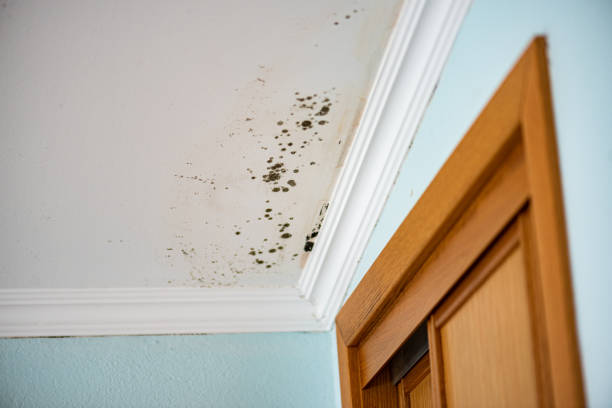 Best Mold Damage Repair  in Clay City, IN