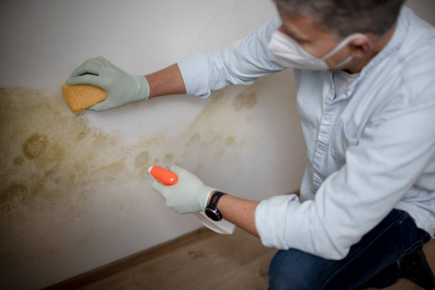 Best Toxic Mold Removal  in Clay City, IN