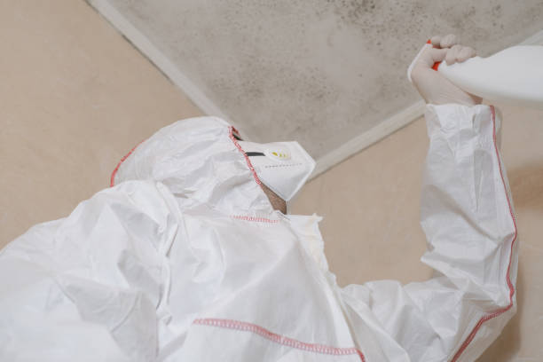 Best Mold Cleaning Services  in Clay City, IN